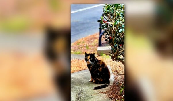 Grovetown Residents Petition for Return of Beloved Porch Cat to Tag Office