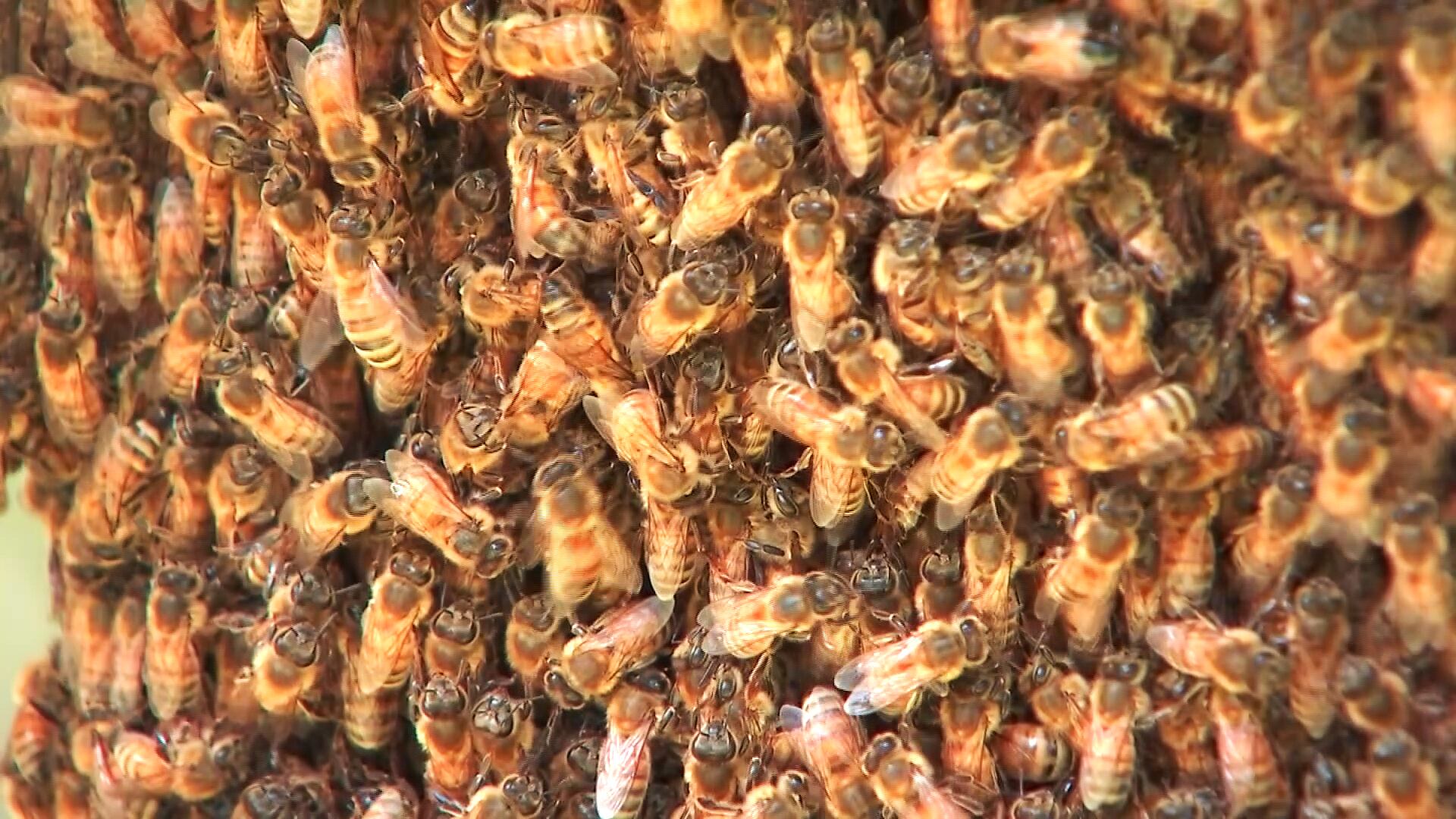 Threats to Honeybees Raise Concerns for Georgia Farmers