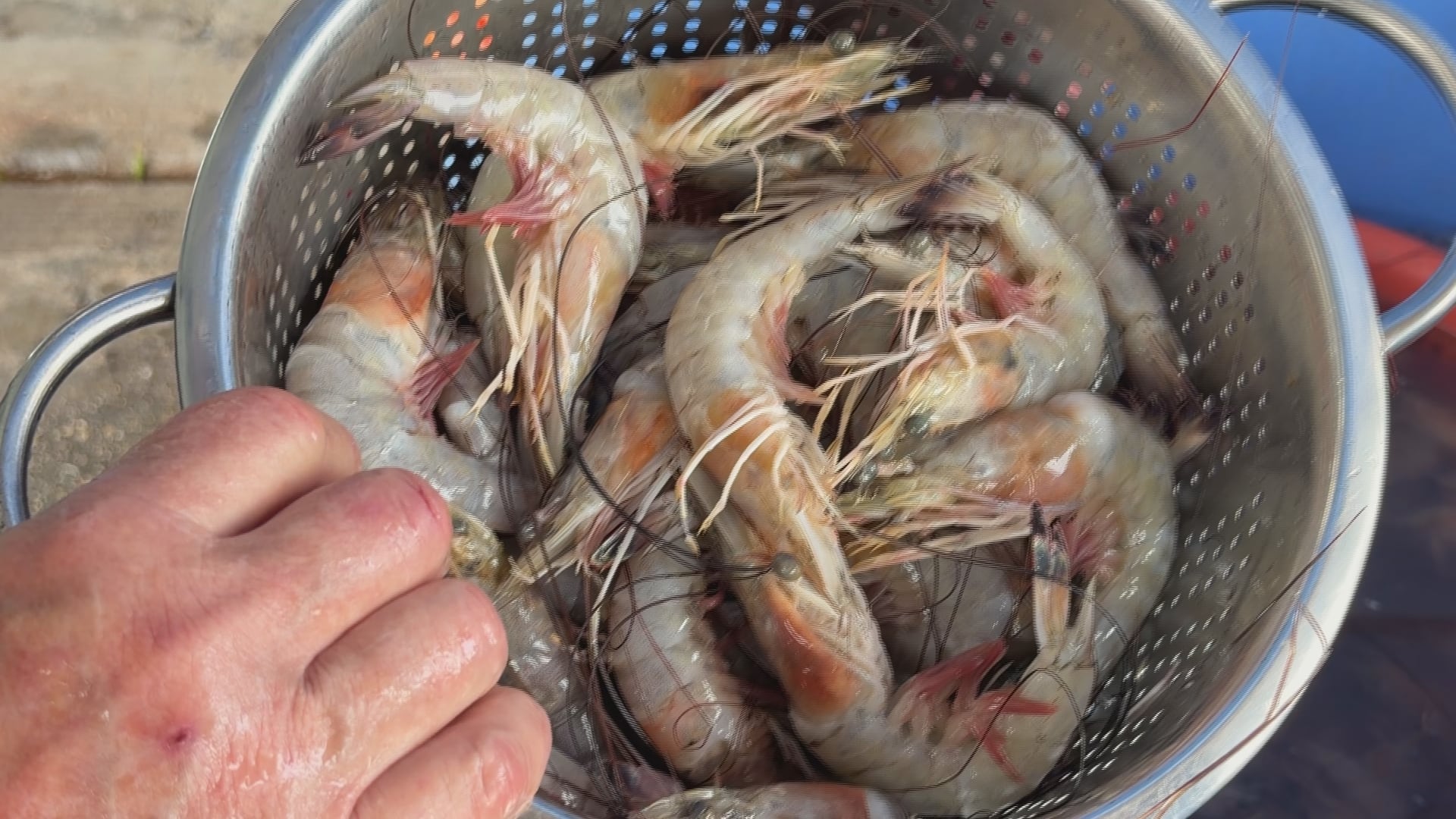 South Carolina Law to Require Disclosure of Imported Shrimp on Restaurant Menus
