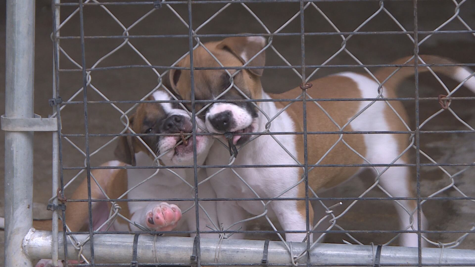 4 PAWS Rescue, Inc. Puppies