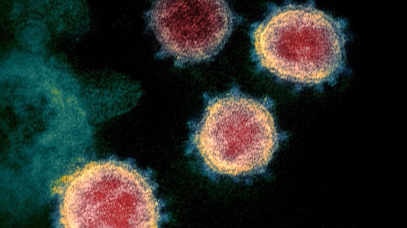 A microscopic look at coronavirus cells.