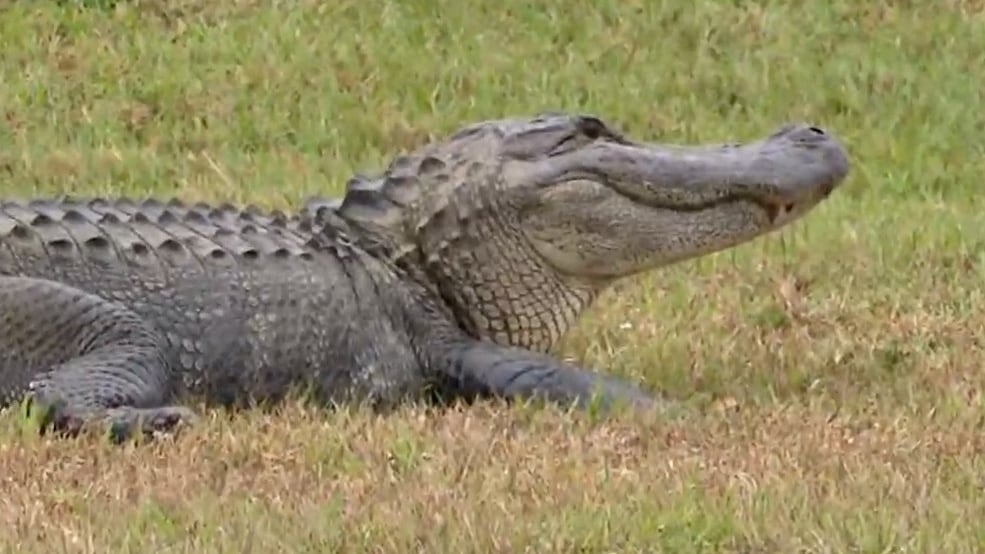 An alligator, estimated to be 10 feet long, is along St. Sebastian Way between Broad Street...