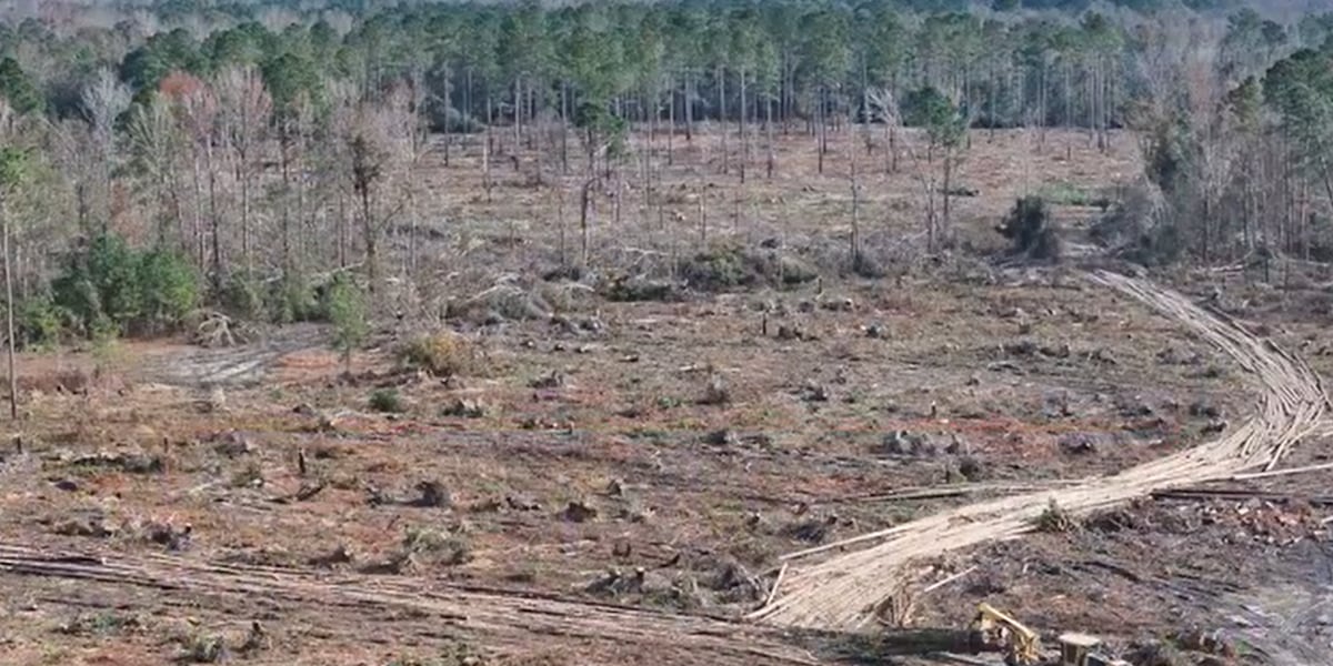 Ga Timber Ga. timber industry takes $1.2B hit from Hurricane Helene