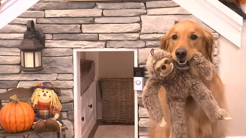 TikTok dog using fame to help local shelter