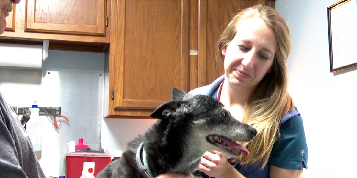 Local veterinarian’s license temporarily suspended amid allegations of improper care