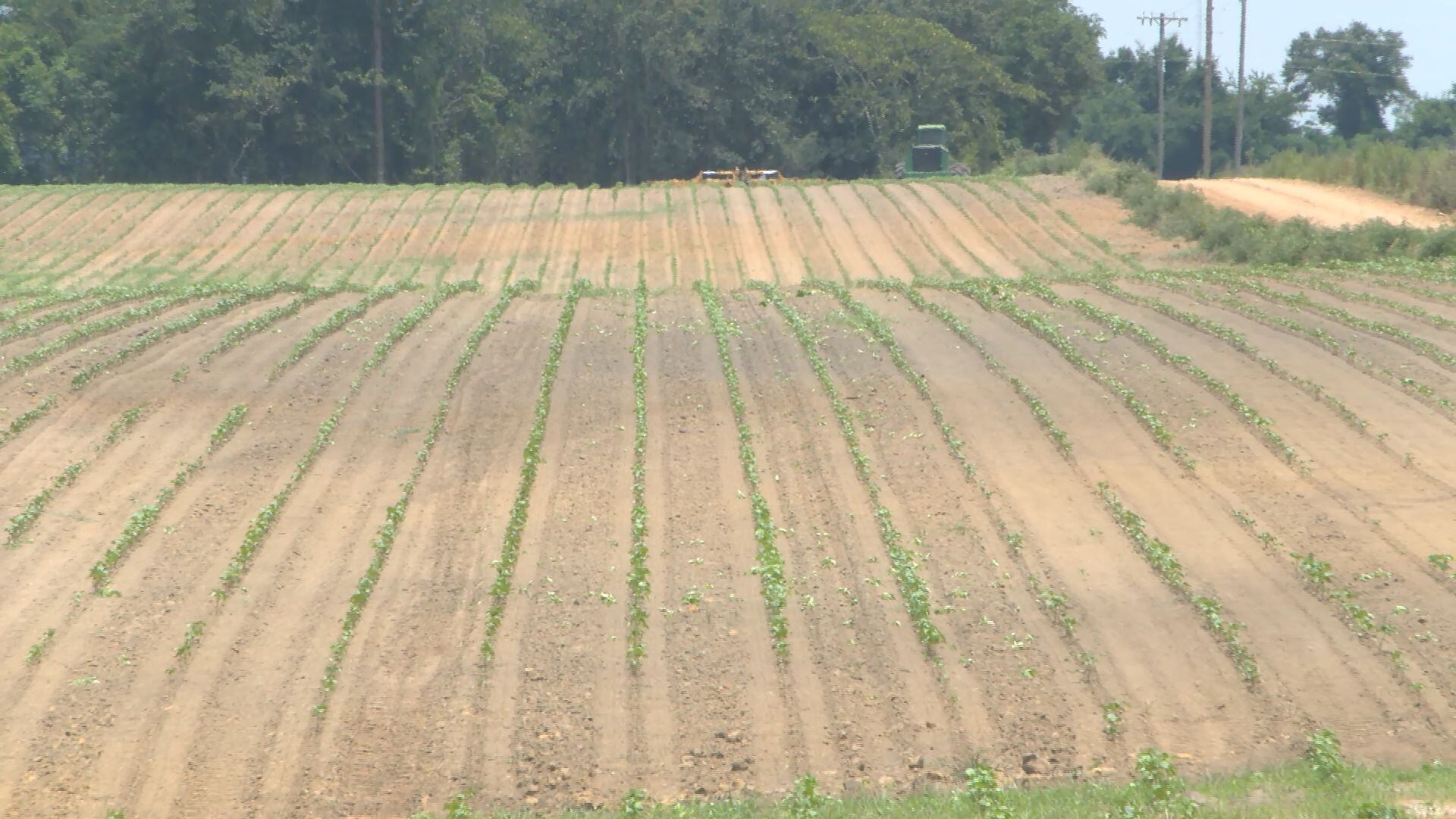 A field of cotton blooms are struggling to grow at a South Georgia farm.