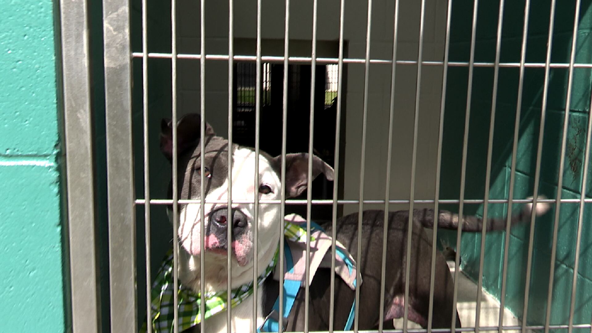 Friends of the Animal Shelter in Aiken had a Saint Patrick's Day adoption event.