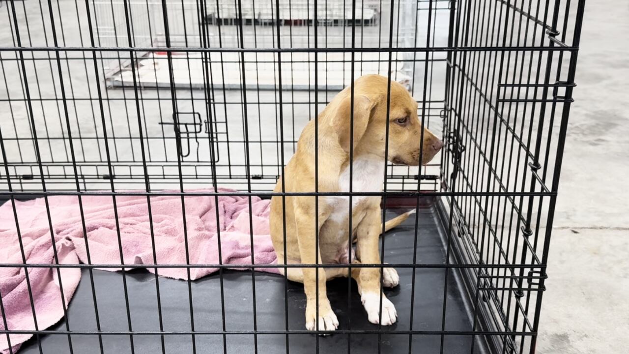 Dog options during Tropical Storm Debby
