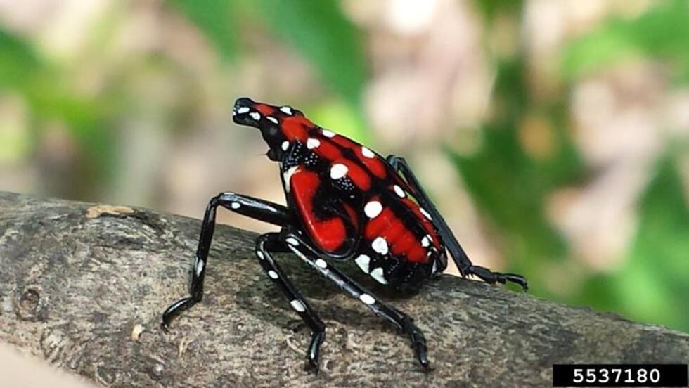 Spotted lanternfly nymph