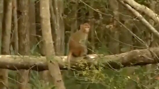 Escaped monkeys