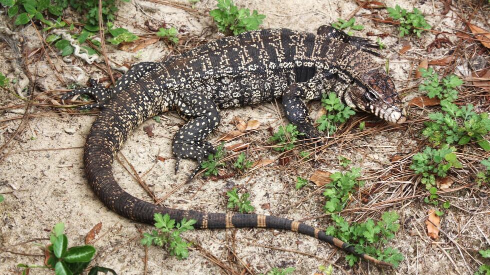 Argentine black and white tegu