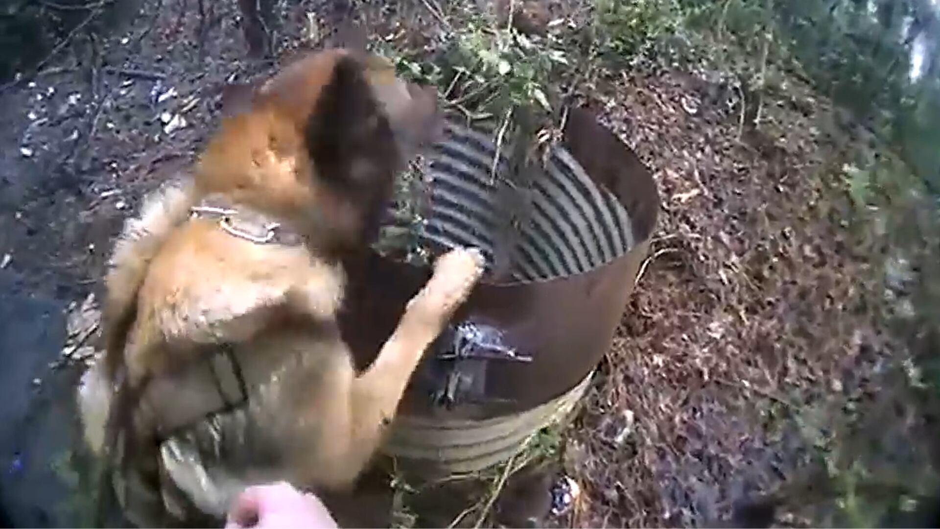 K-9 Zade