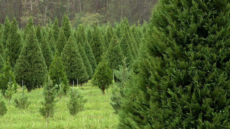 It might be a little early, but the U.S. Army Corps of Engineers is ready to accept real...