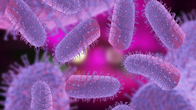 Rabies virus