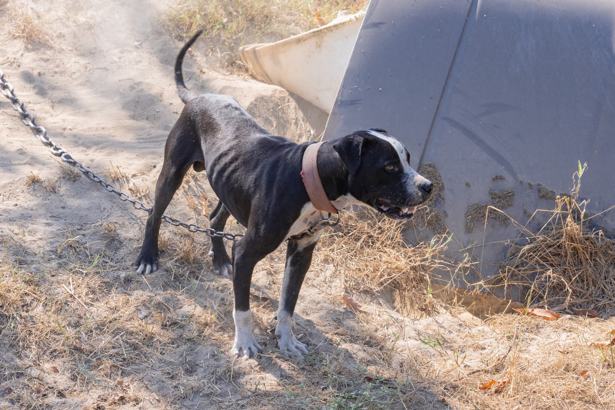 Authorities said several dogs were found hurt and chained up in Darlington County during the...