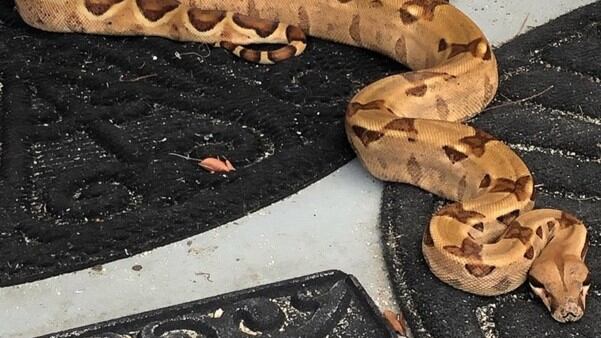 If your boa is missing or if you know of the owner, call 706-541-4077.