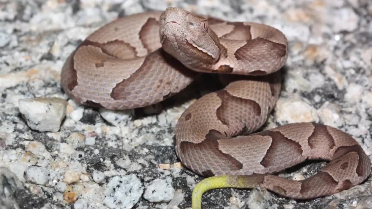 Copperhead