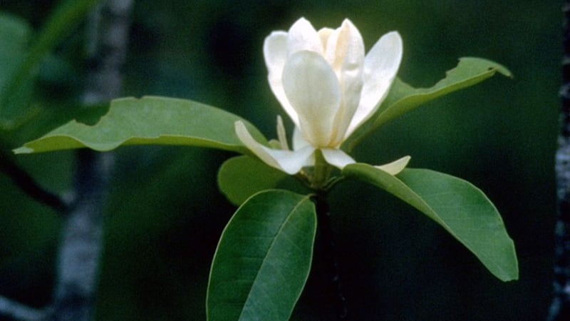 Sweetbay Magnolia