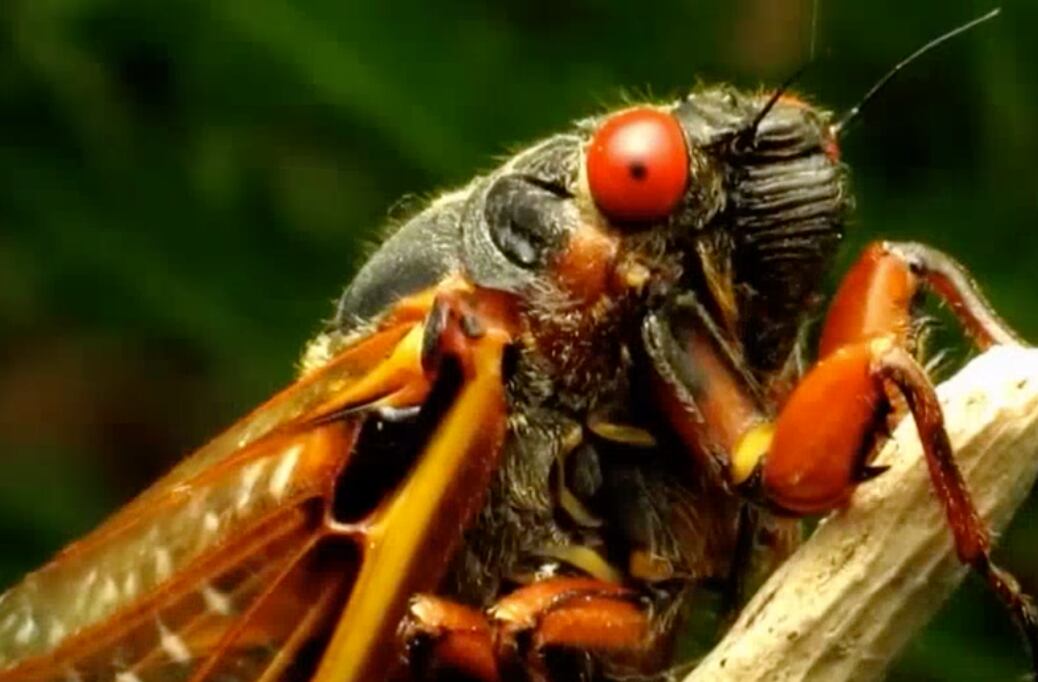 A Heads-up! Cicadas can urinate up to ten feet per second.