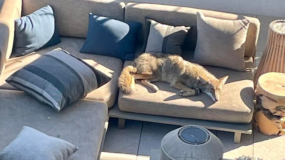 The homeowner said they woke up to find the coyote asleep on their outdoor patio furniture.