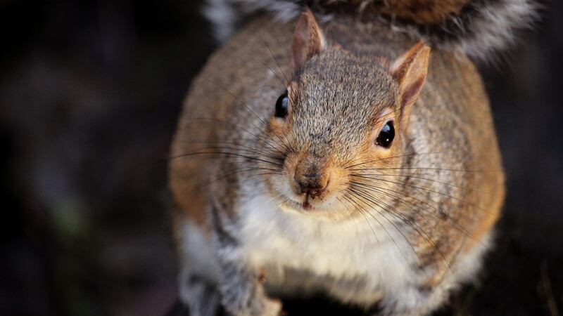 LDWF to host Squirrel Hunting 101 on Sept. 19 in Baton Rouge
