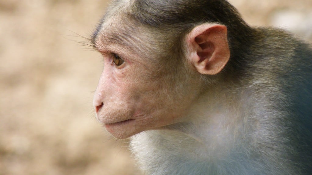 A Rhesus macaque monkey, pictured in India in 2012. A monkey of the same species escaped from...