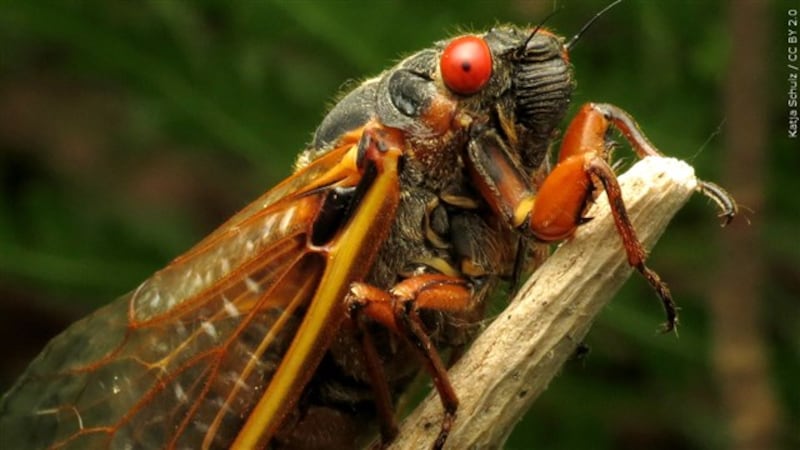 FILE - Scientists found that despite their small size, weighing just two grams, cicadas...
