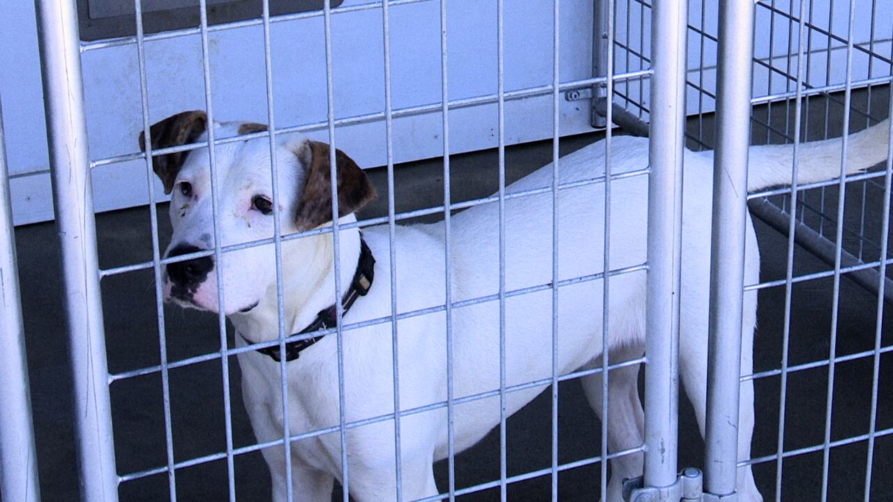 Animal shelters across the CSRA