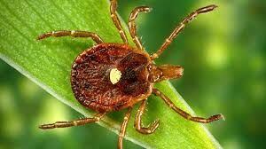 Lone Star tick (Source: Al Jazeera)