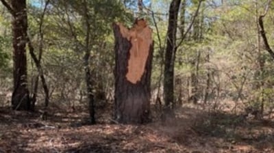 Burke County tornado