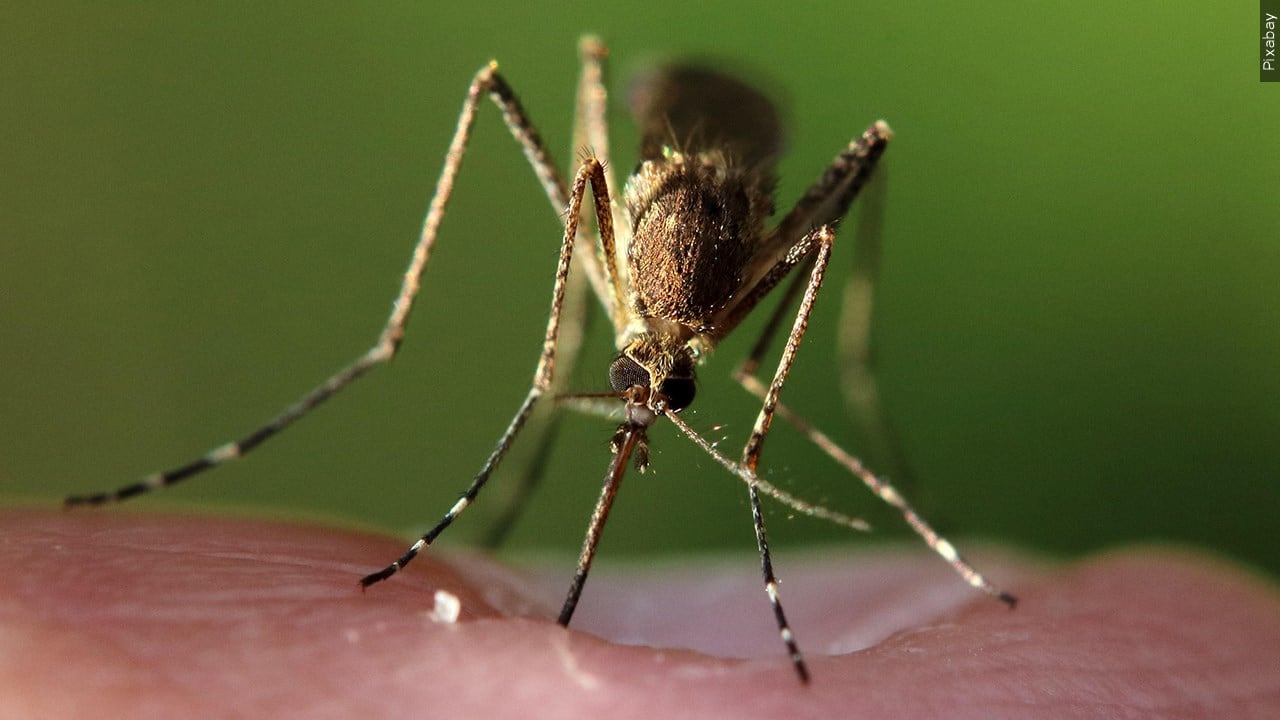 Mosquito