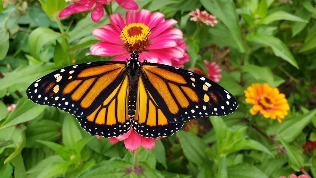 Monarch Butterflies by Linda Prior