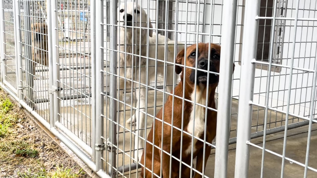 Augusta Animal Shelter