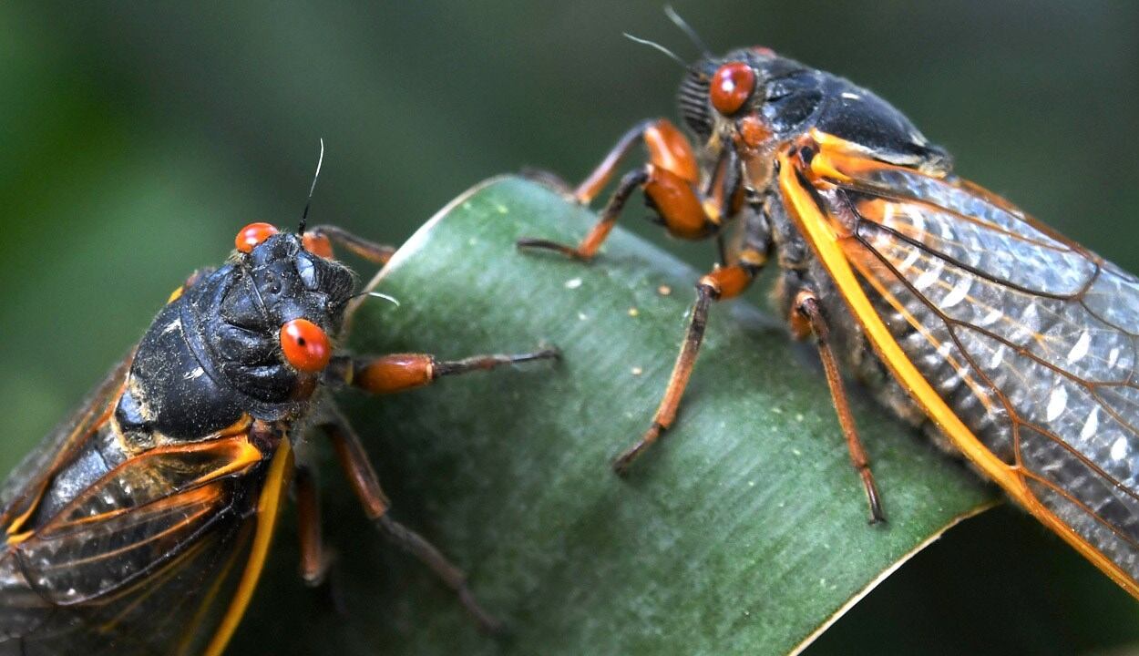 Experts say two periodical cicada broods will emerge together this year.
