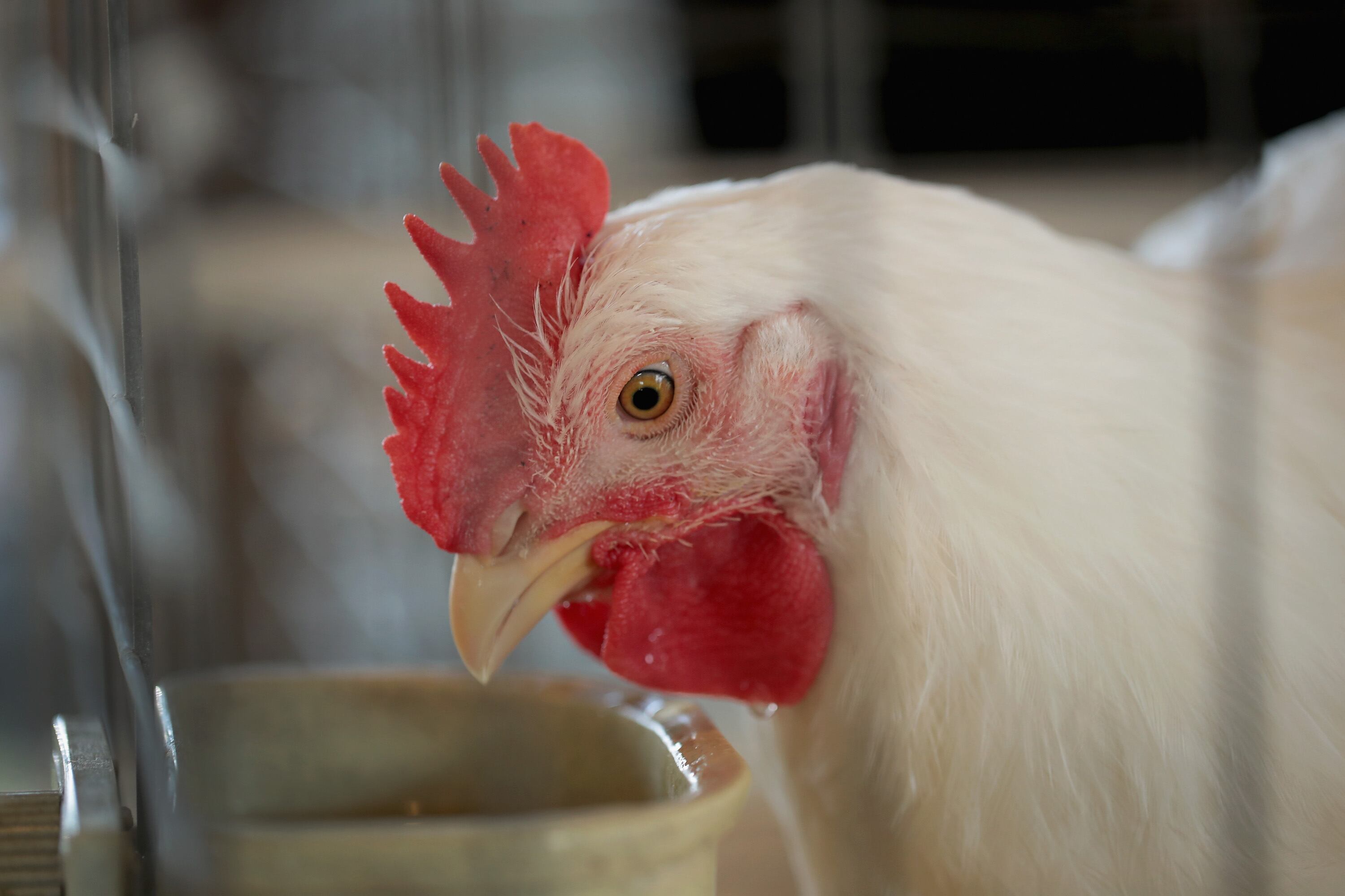 MARENGO, IA - JULY 12: Chickens are prepared for judging at the Iowa County Fair on July 12,...