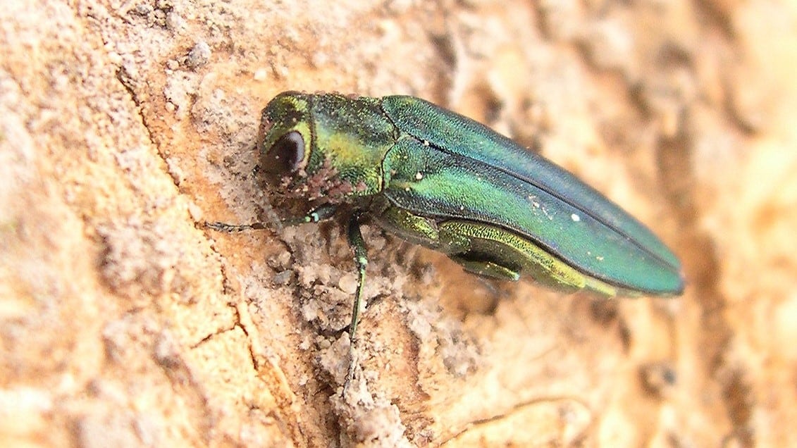 Invasive emerald ash borer