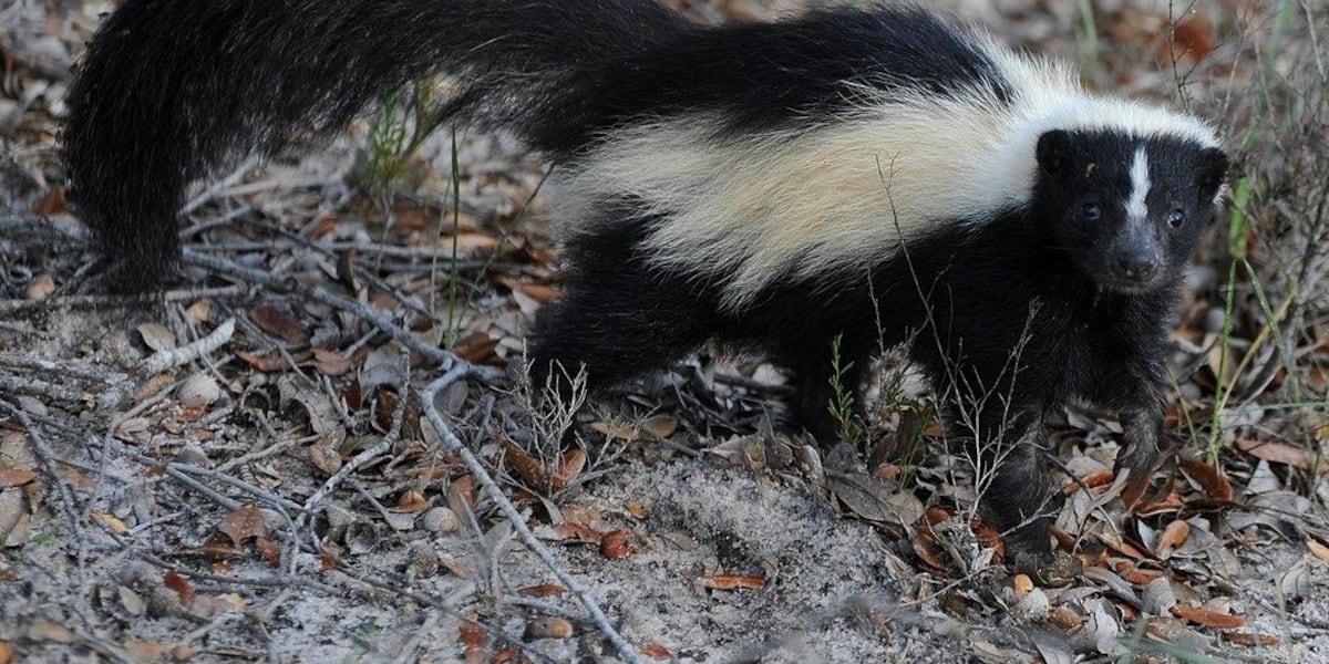 Skunk in Johnston tests positive for rabies, officials warn