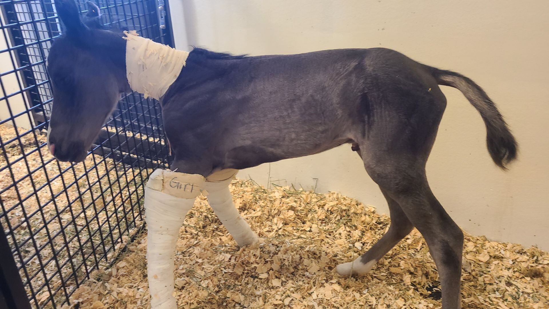 Twin foals were born at UGA's veterinary hospital on Monday, May 27, 2024, said horse owner...