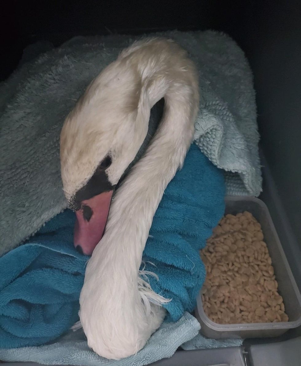 Juvenile swan saved from potentially deadly cooking oil at family campsite