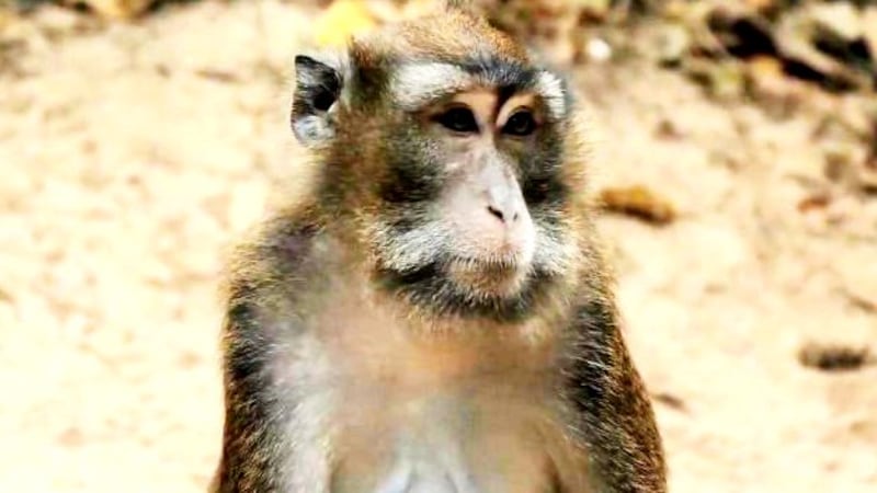 A Rhesus monkey
