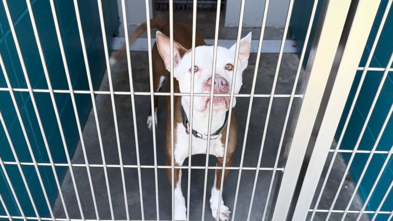Friends of the Animal Shelter