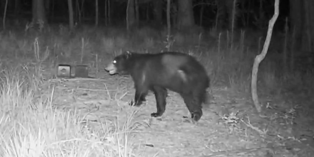 More bear sightings reported after black bear caught on camera in Grovetown