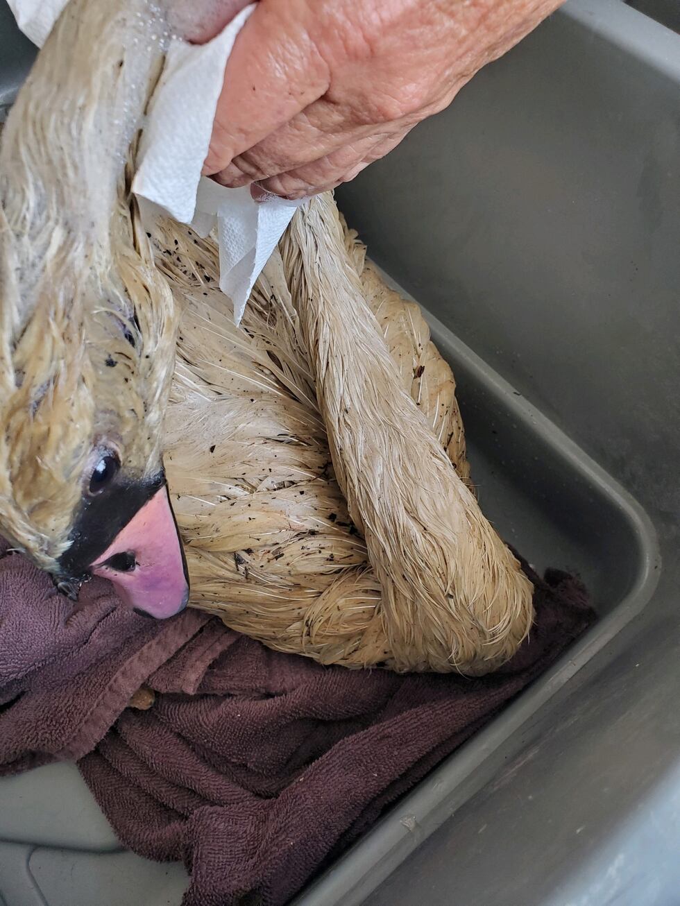 Juvenile swan saved from potentially deadly cooking oil at family campsite