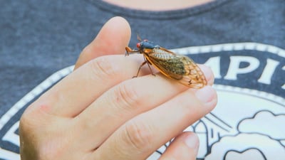 Cicadas