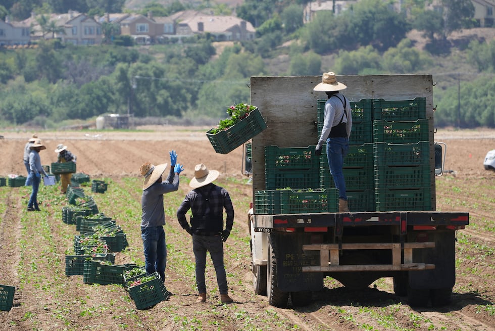 FILE - Farm workers gather produce on Thursday, June 12, 2025, in Moorpark, Calif.