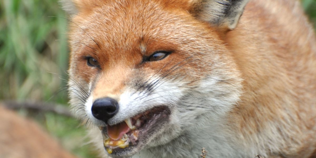 Rabid fox attacks Jefferson County resident at her home