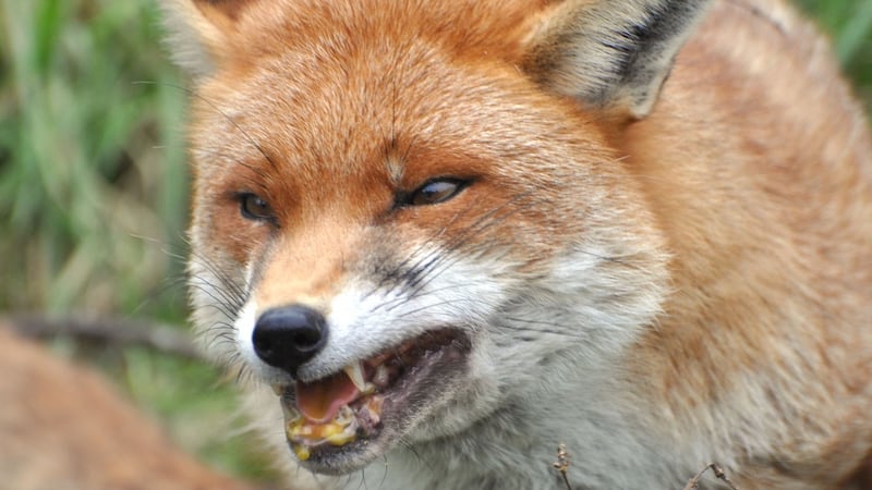 Officials say the fox was removed from the area and tested for rabies on Monday.