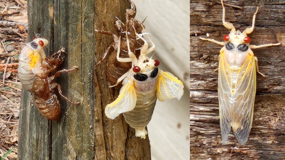 Newly-hatched cicadas appear white. Photos of a young cicada emerging in Laurens, SC.