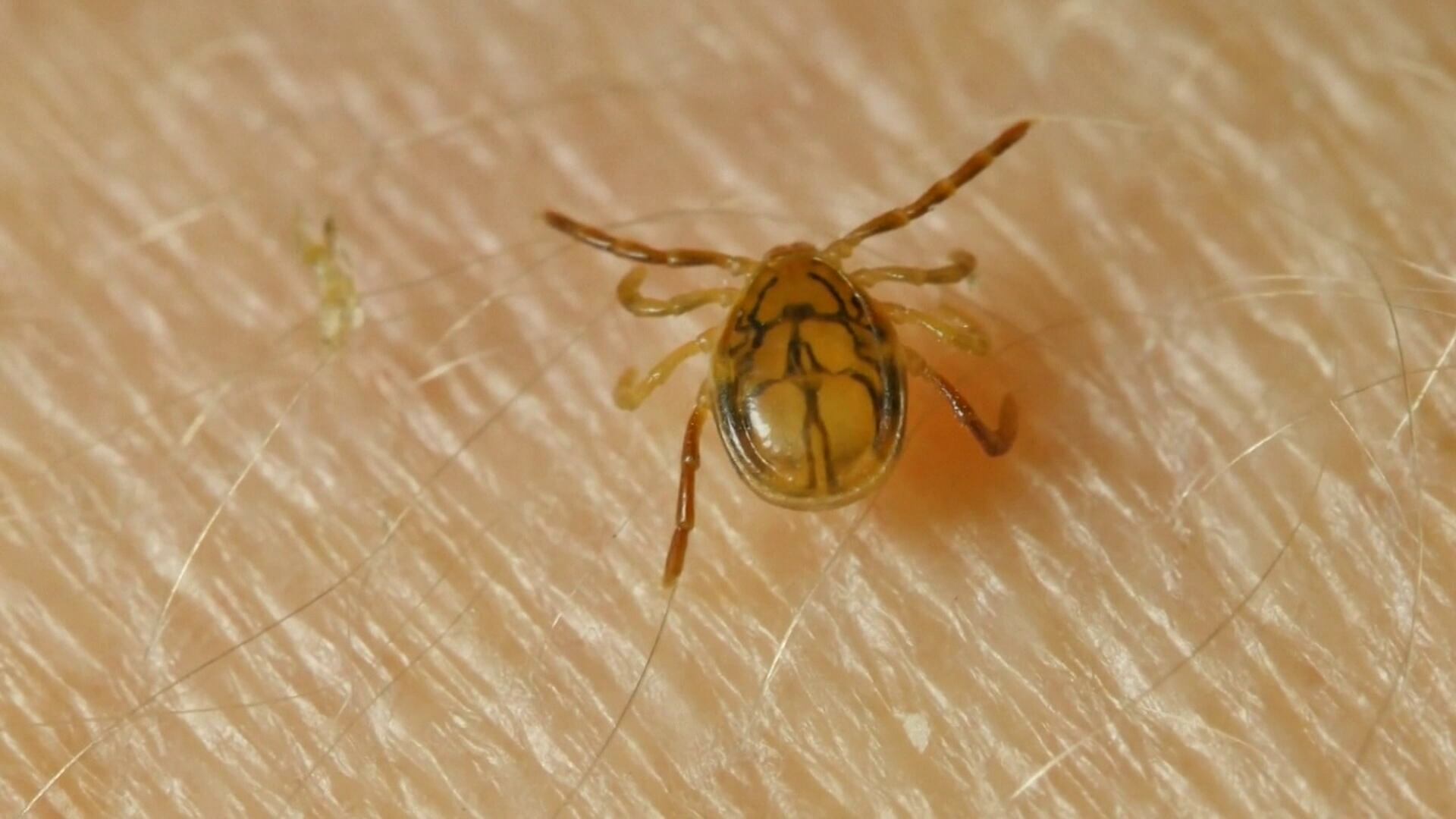 Berrien County sees ‘down-tick’ in Lyme disease cases