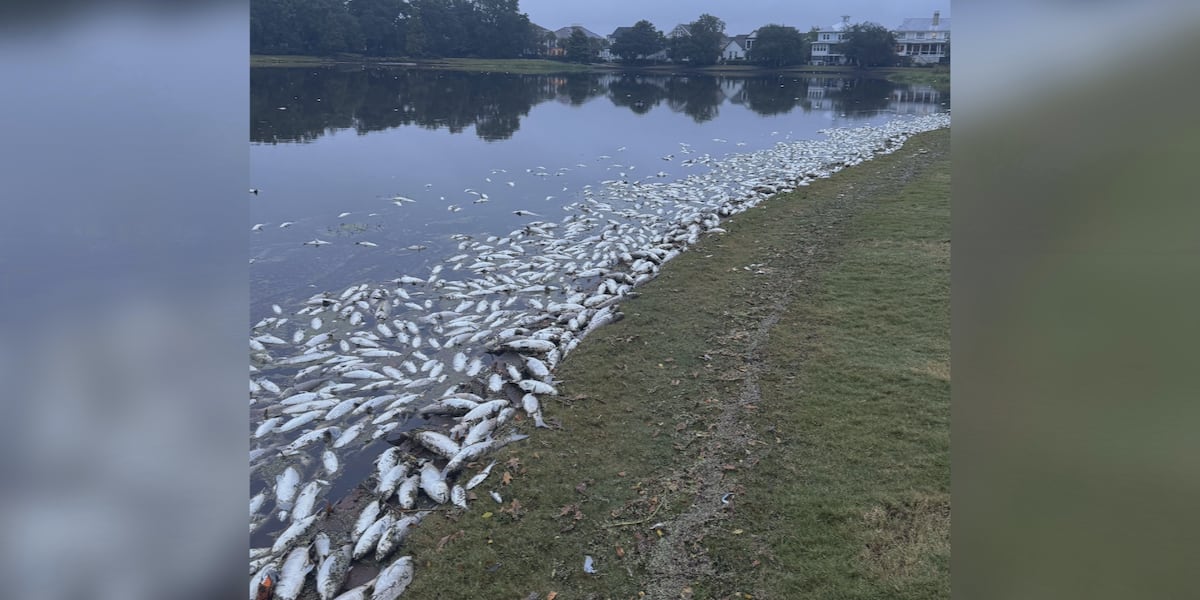 O2 Lake Advert Thousands of fish dead in S.C. lake; state blames low oxygen